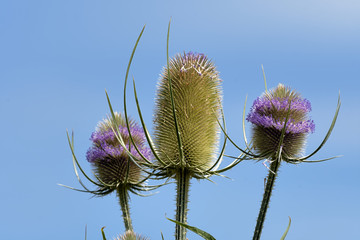 Wilde Karde © JuergenL