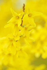 Spring gentle yellow blooming background. Flowering yellow branches. Spring flowers