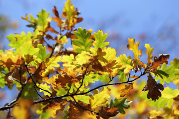 Fototapeta na wymiar autumn oak leaves on the branch