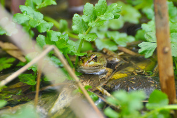 The edible frog (Pelophylax kl. esculentus) common water frog or green frog. Little frog in pond