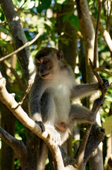 monkey in indonesia
