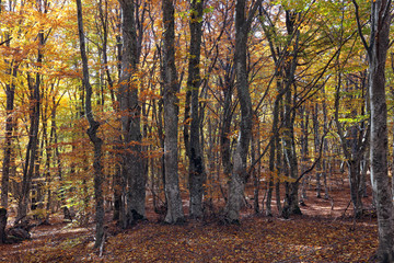Autumn in the beech forest