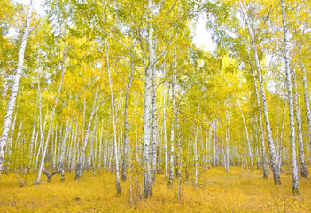 birch forest