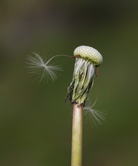 Seeds of dandelion.