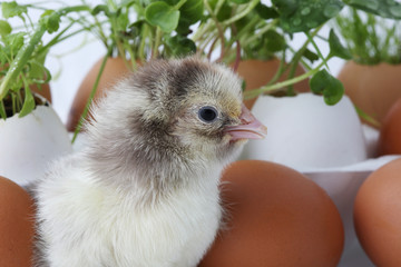 Chickens on the background of young plants planted in the shell