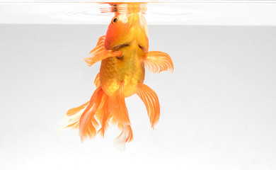 Goldfish isolate on a white background