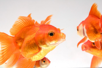 Fototapeta premium Group Goldfish isolate on a white background