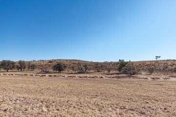 Springböcke im Kgalagadi Transfrontier Nationalpark?.!