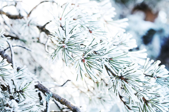 Pine tree twigs with snowflakes, winter background