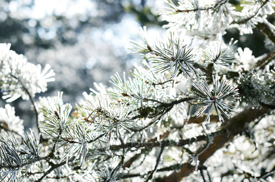 Pine tree branch with snow, winter background