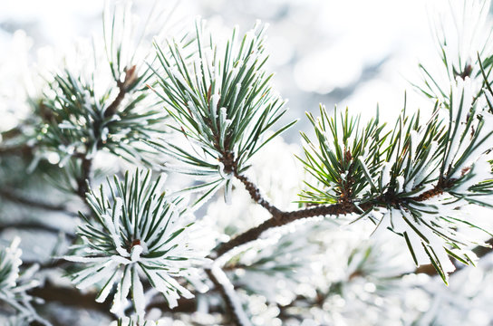 Pine tree branch with snow, winter background