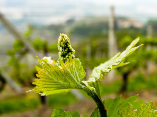 grapes on wineyard