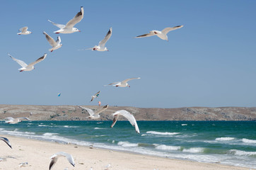 Чайки, парящие на фоне морского пейзажа