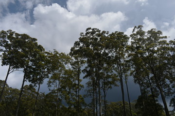 Obraz na płótnie Canvas Storm through the trees 
