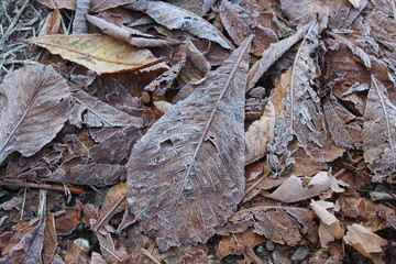 foglie marroni ghiacciate