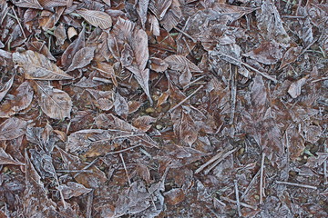 foglie marroni ghiacciate