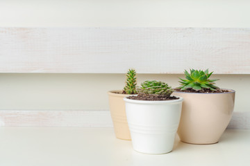 Small succulent plants in pots in home interior