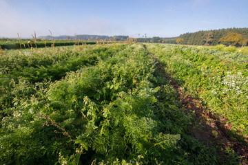 Fototapeta na wymiar Bio-Gemüse frisch vom Feld
