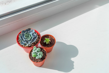 Small succulent plants in pots in home interior