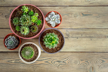 Obraz na płótnie Canvas Succulent plants grouped on table