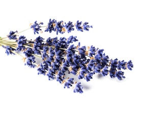 Lavender flowers bunch