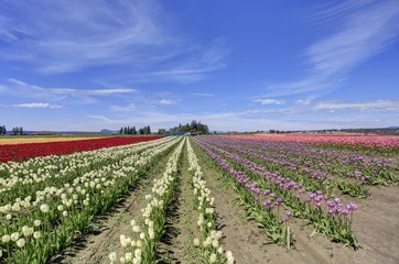 Fototapeta na wymiar Scagit Valley Tulip Festival in Washington.