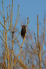 Starling,  Sturnus vulgaris, clinging to a thin branch on bright winters day.
