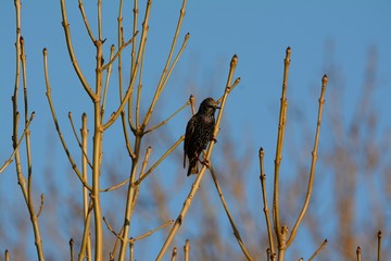 Starling , Sturnus vulgaris, on the look out on a bright winters day, sitting on bare branch