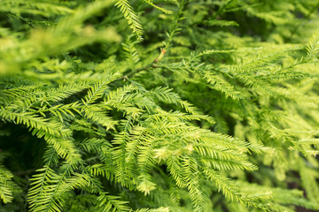 Tree branches Sequoia sempervirens