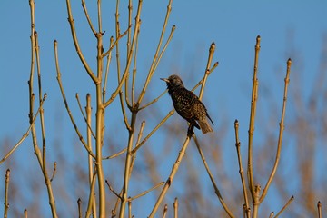 Starling , Sturnus vulgaris, on the look out on a bright winters day, sitting on bare branch
