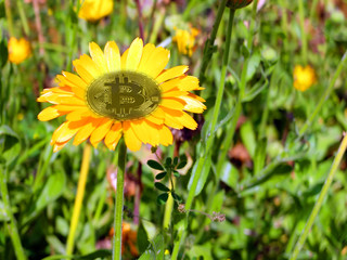 Сoin bitcoin in flower. Bitcoin increased. Bitcoin is ripe.