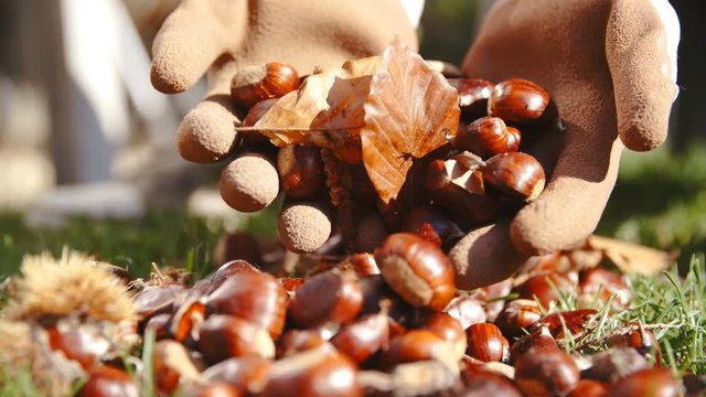 Dropping chestnuts from hands in slow motion 4K
