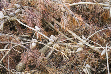 Pile of pine cones and branches.