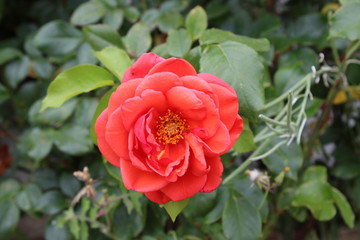 Obraz premium rosa arancione su sfondo di foglie
