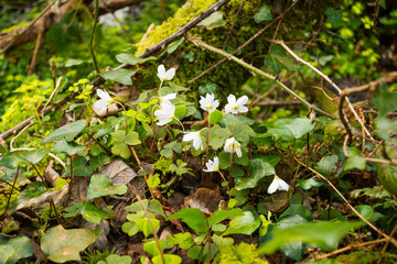 Snowdrop in Undergrowth