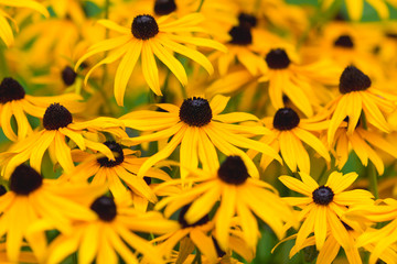 Blossoming flower bed of The Rudbeckia.
