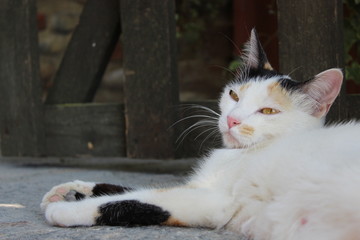 gatto rilassato in giardino
