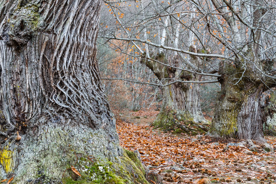 Bosque de castaños centenarios en otoño. Castanea sativa.
