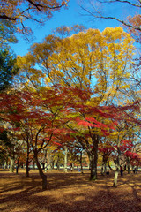 Naklejka premium Autumn foliage in Tokyo's Yoyogi Park, Japan