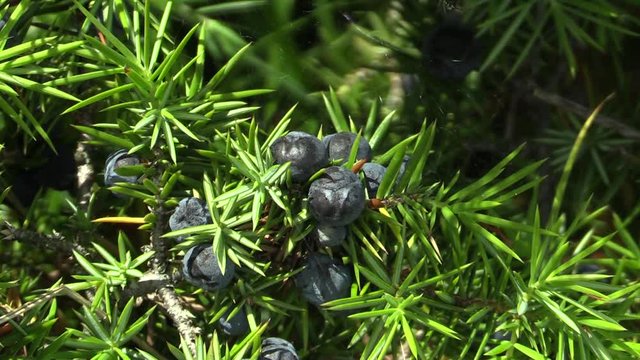 Quality natural mature berries purple of Juniperus communis juniper for the production of quality alcoholic beverages Gin is liquor, herbal medicine