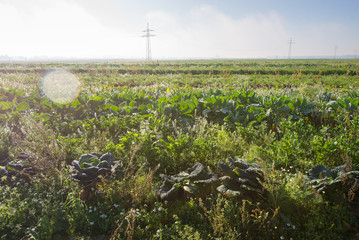 Bio-Gem&uuml;se frisch vom Feld 