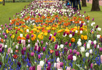 Fritillaria imperialis, hyacinths  and colorful tulips flowers blooming in a garden.