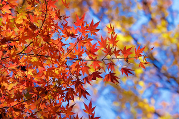 Autumn colors of Japanese maples and Ginko biloba in Tokyo's Yoyogi Park