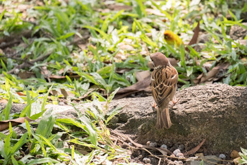 .tailorbird stand on the ground