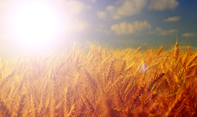 wheat field at the sunset