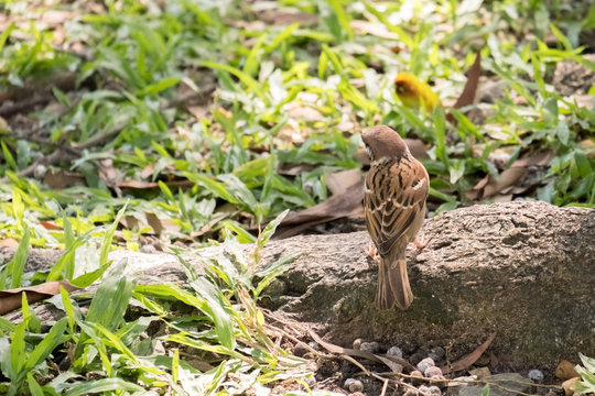 .tailorbird stand on the ground