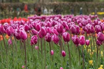 Purple tulips flowers blooming in a garden