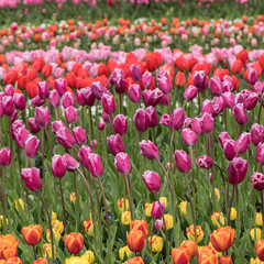 colorful tulips flowers blooming in a garden