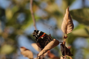 farfalla appoggiata su una foglia