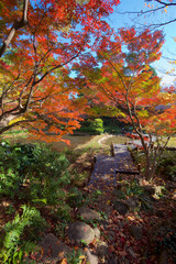 Autumn colors of Japanese maples and Ginko biloba trees in a garden in Tokyo's Shinagawa ward